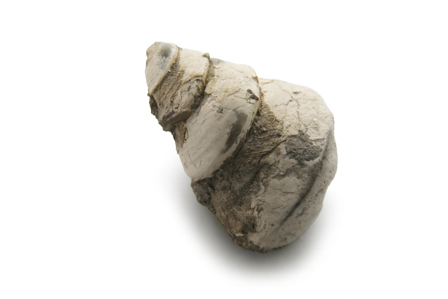 Gastropods