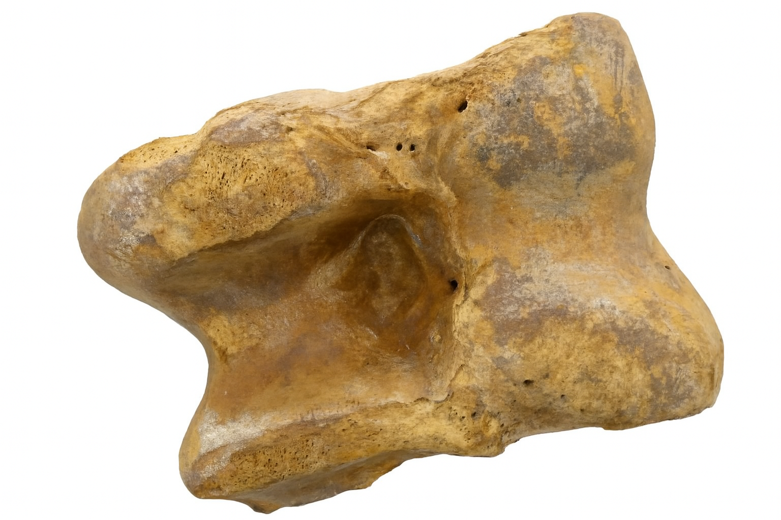 Bison Bone.