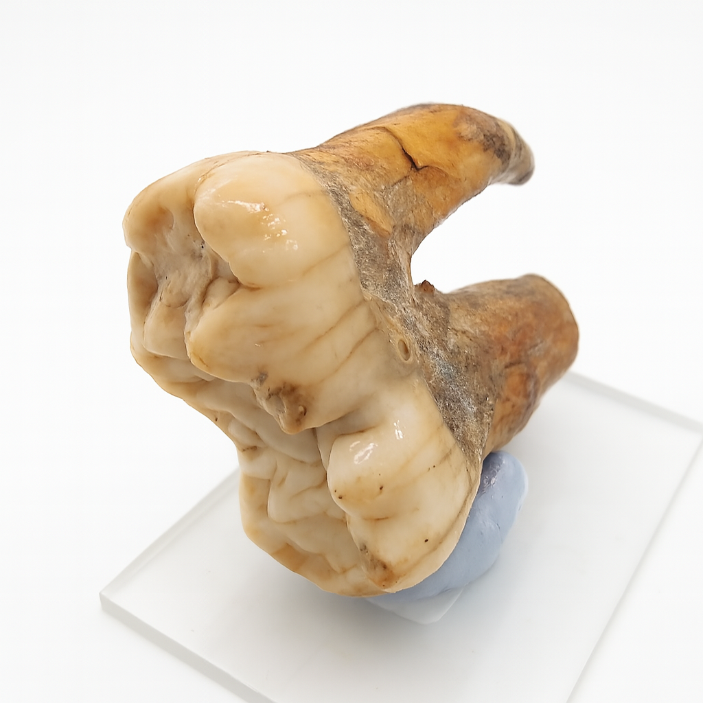 Cave Bear Teeth