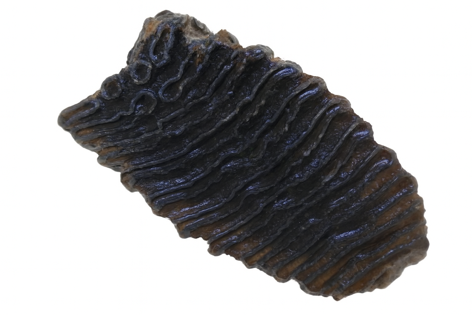 Mammoth Tooth.