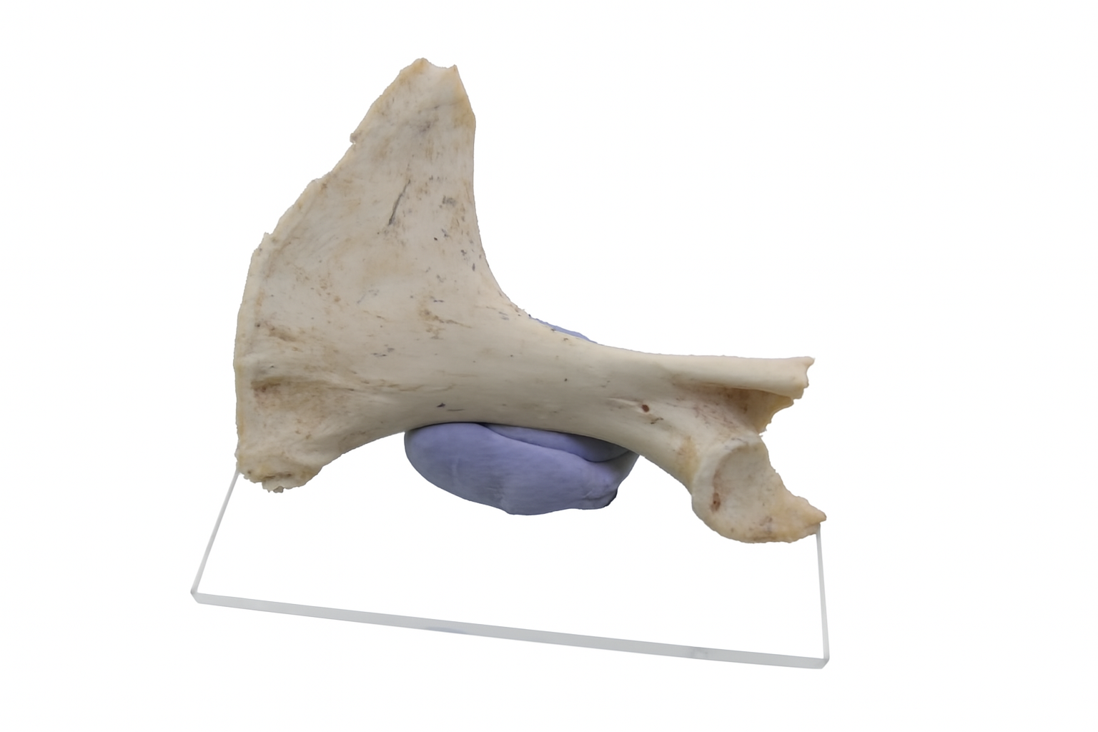 Bone