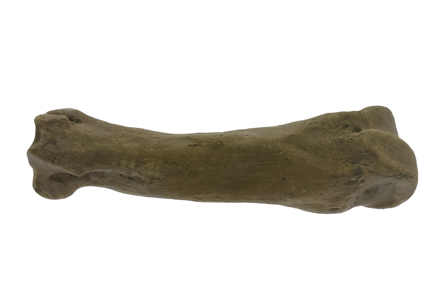 Woolly Rhino Bones
