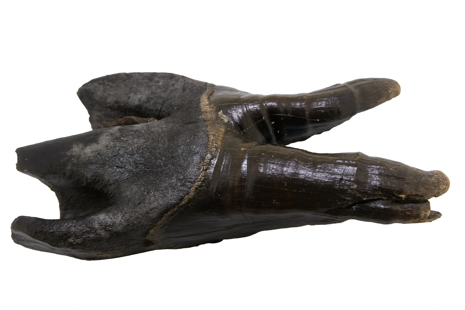 Woolly Rhino Teeth