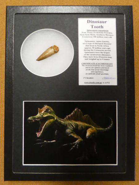 Boxed Fossils