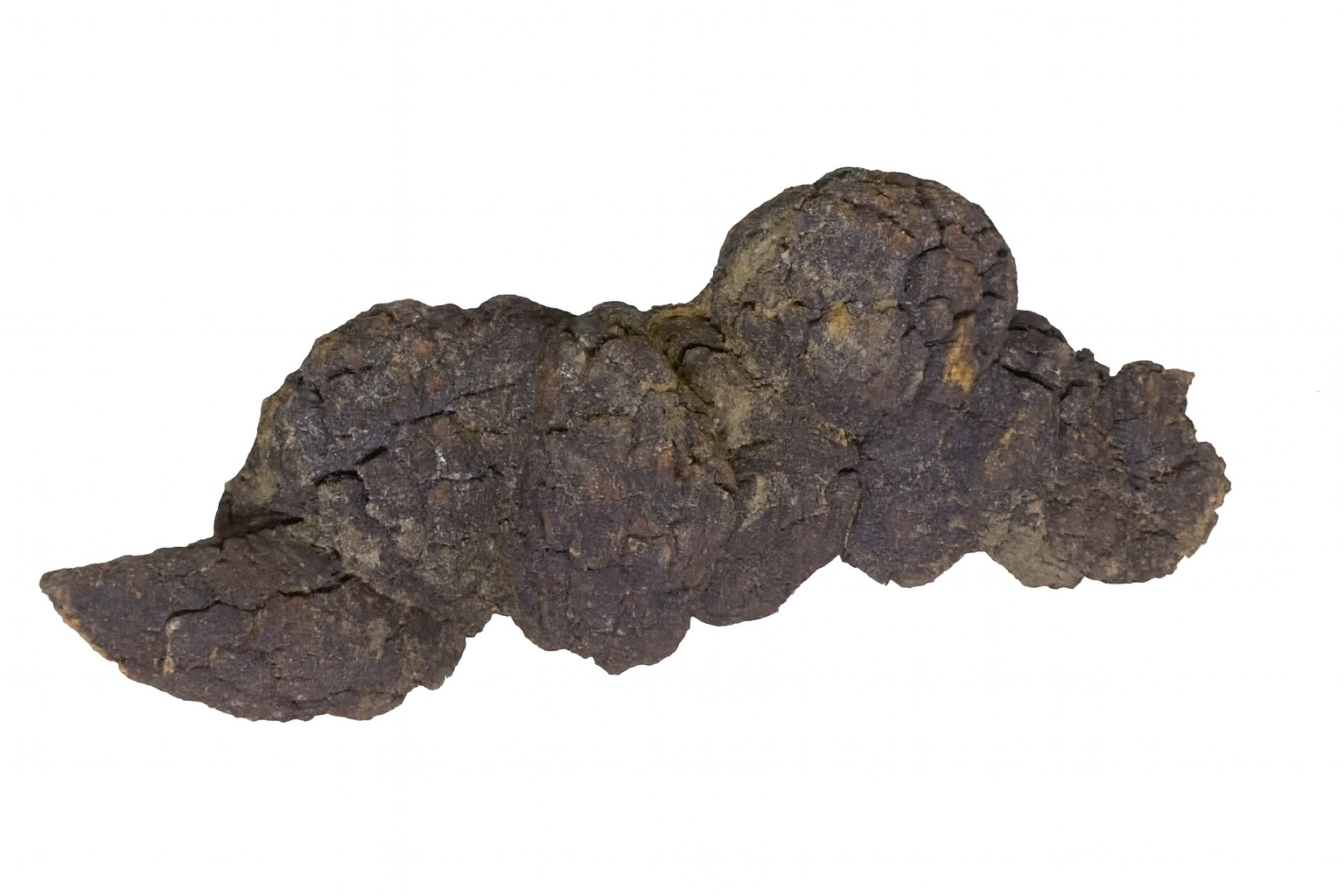 Other Fossils