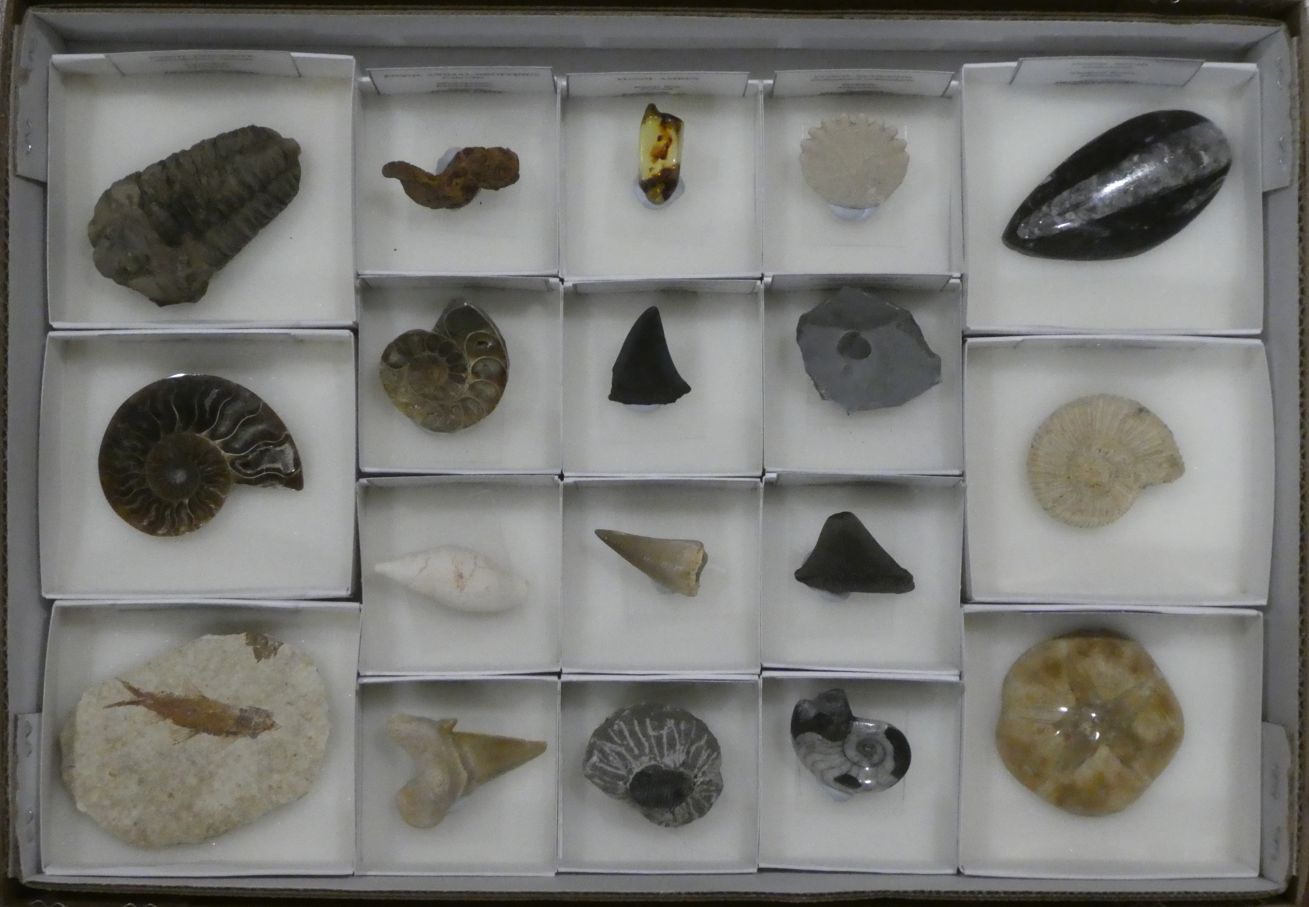 Collection 01.