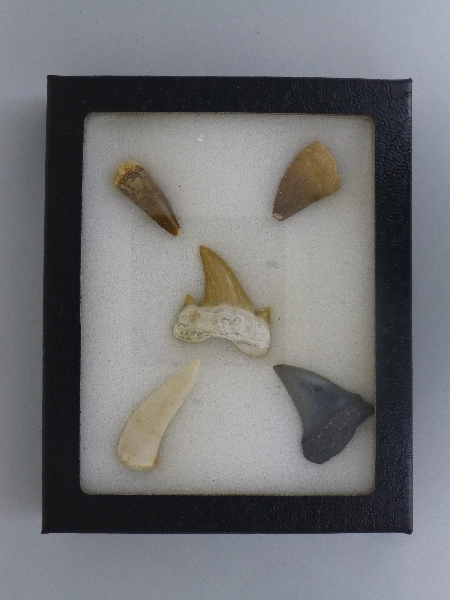 Mini Tooth Collection.