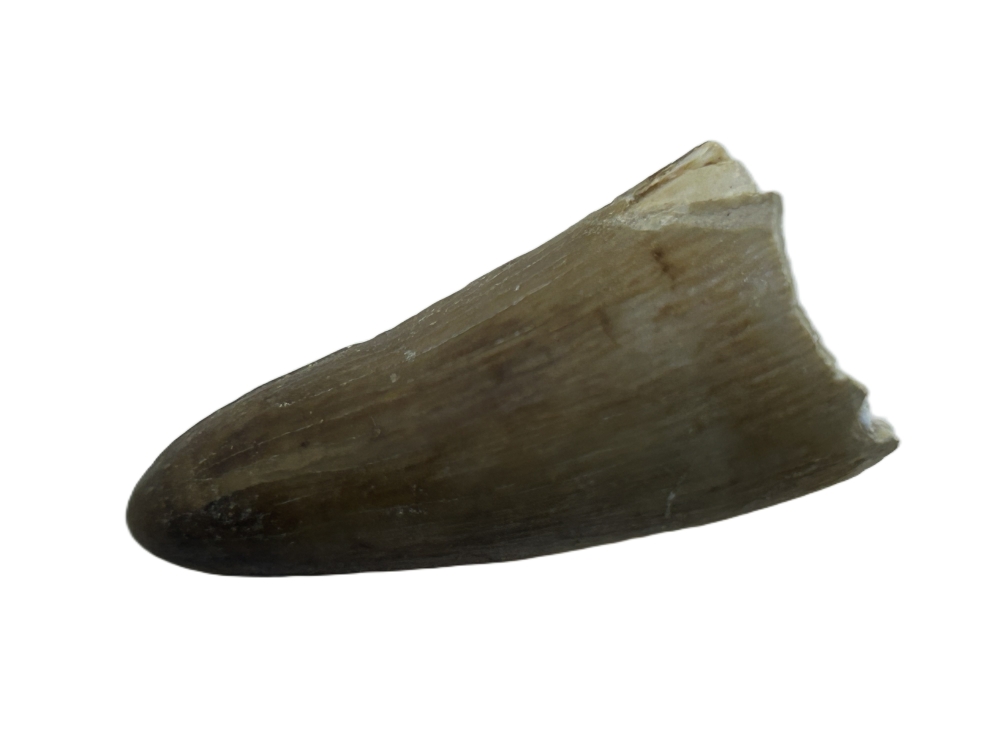 Crocodile Tooth.