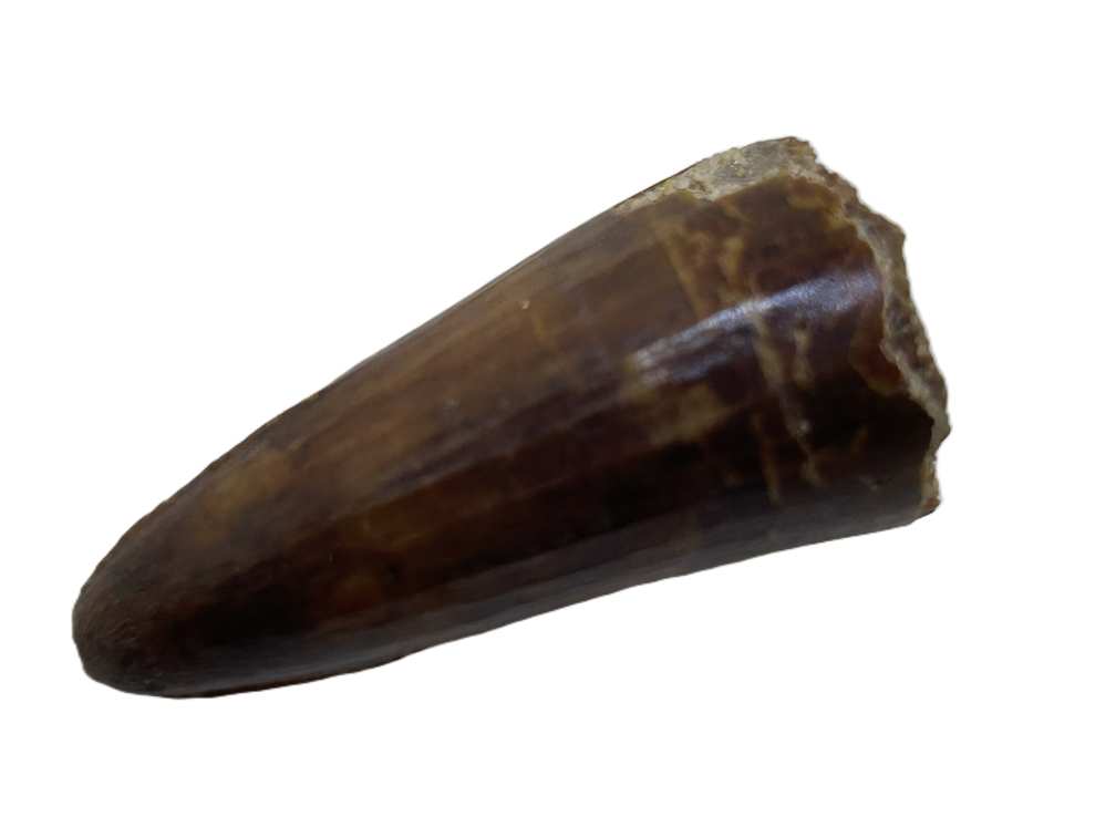 Crocodile Tooth.