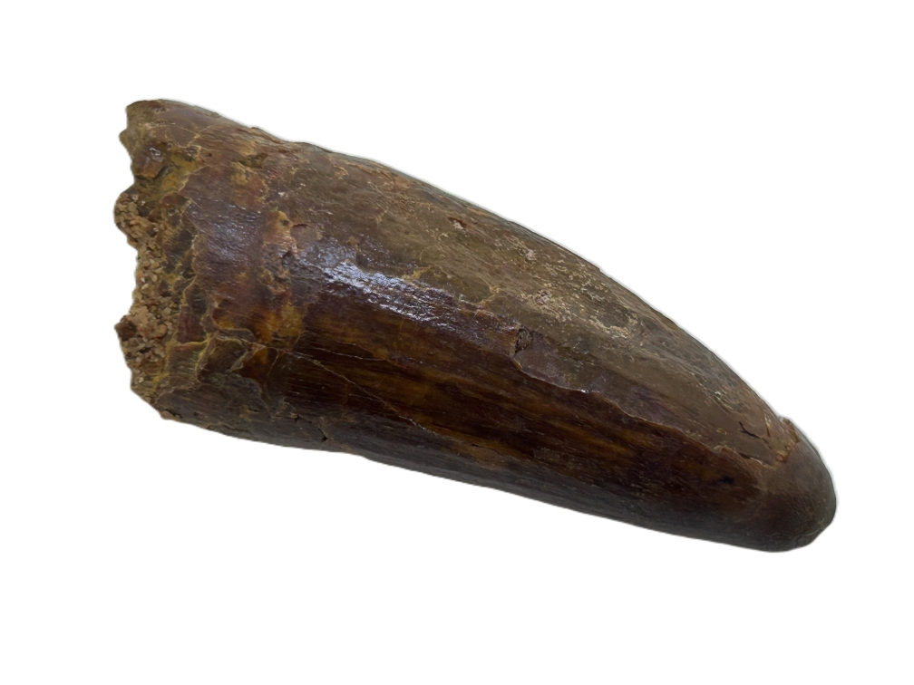 Crocodile Tooth.