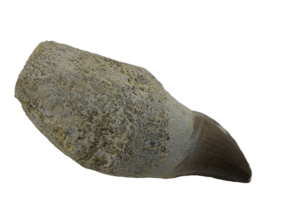 Mosasaurus Tooth.