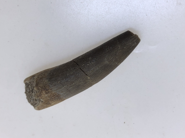 Plesiosaurus Tooth.