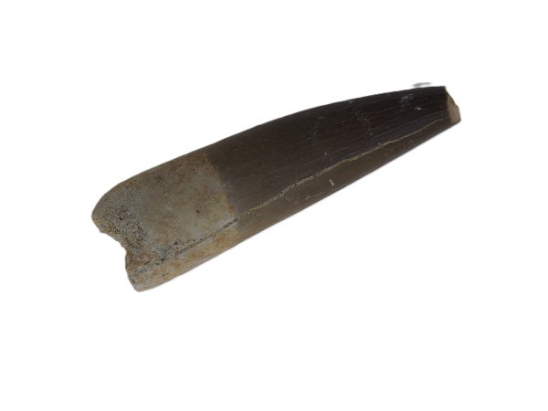 Plesiosaurus Tooth.