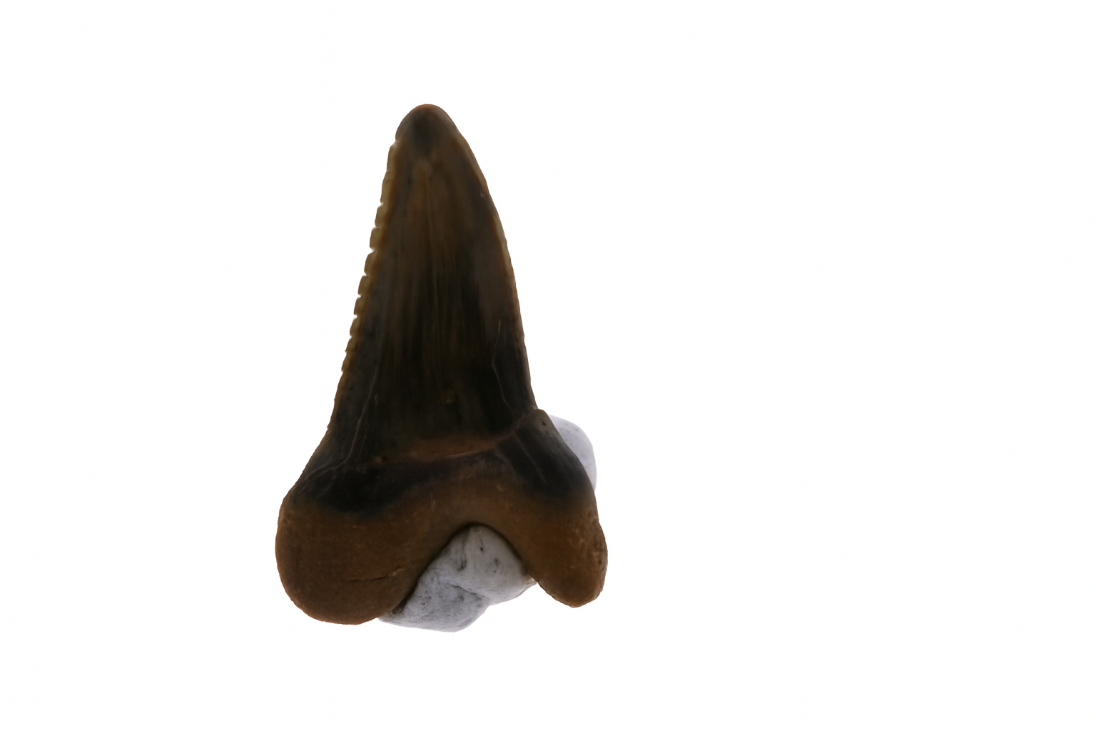 Hemipristis Serra