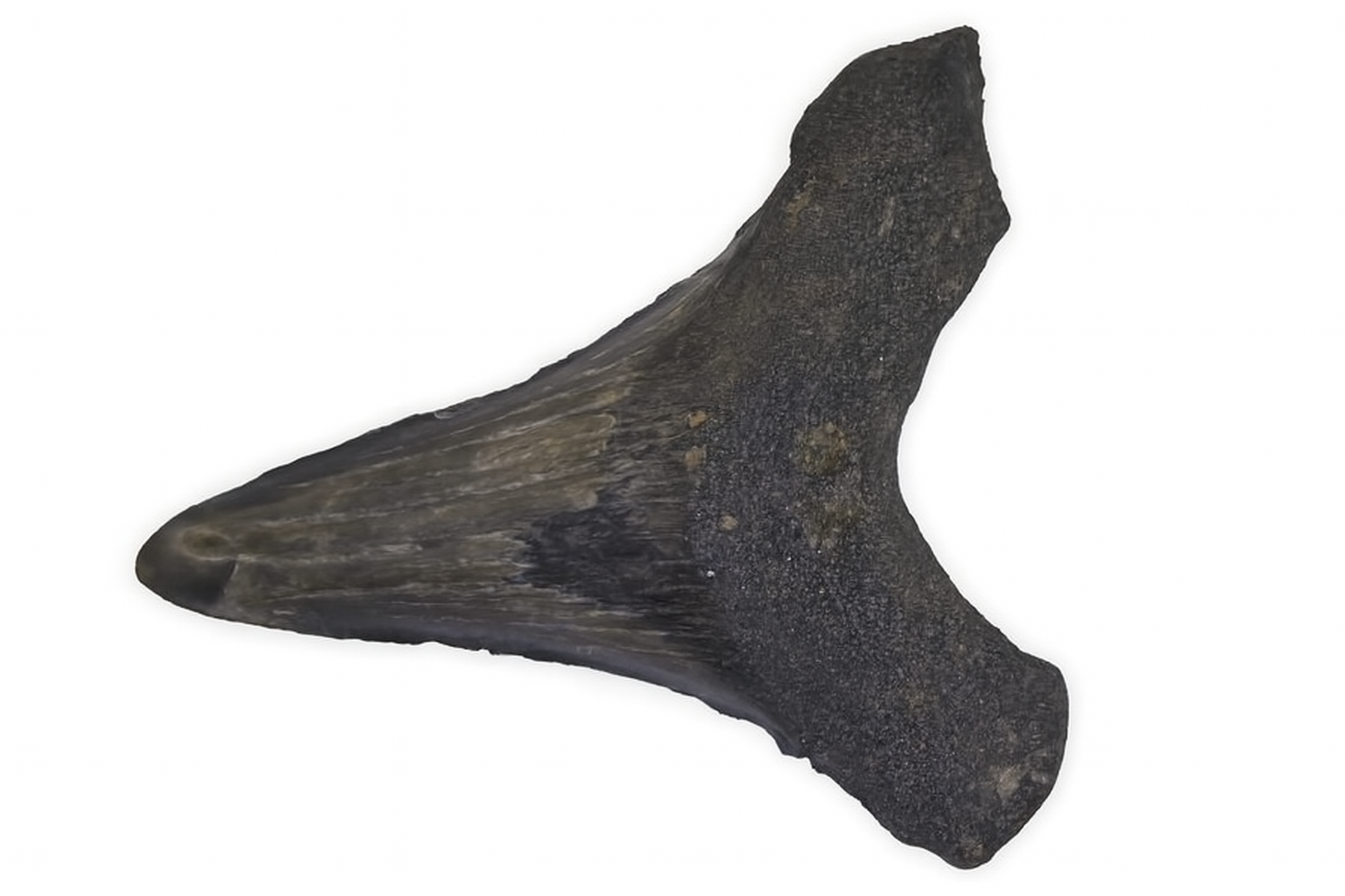 Carcharocles Megalodon Tooth.
