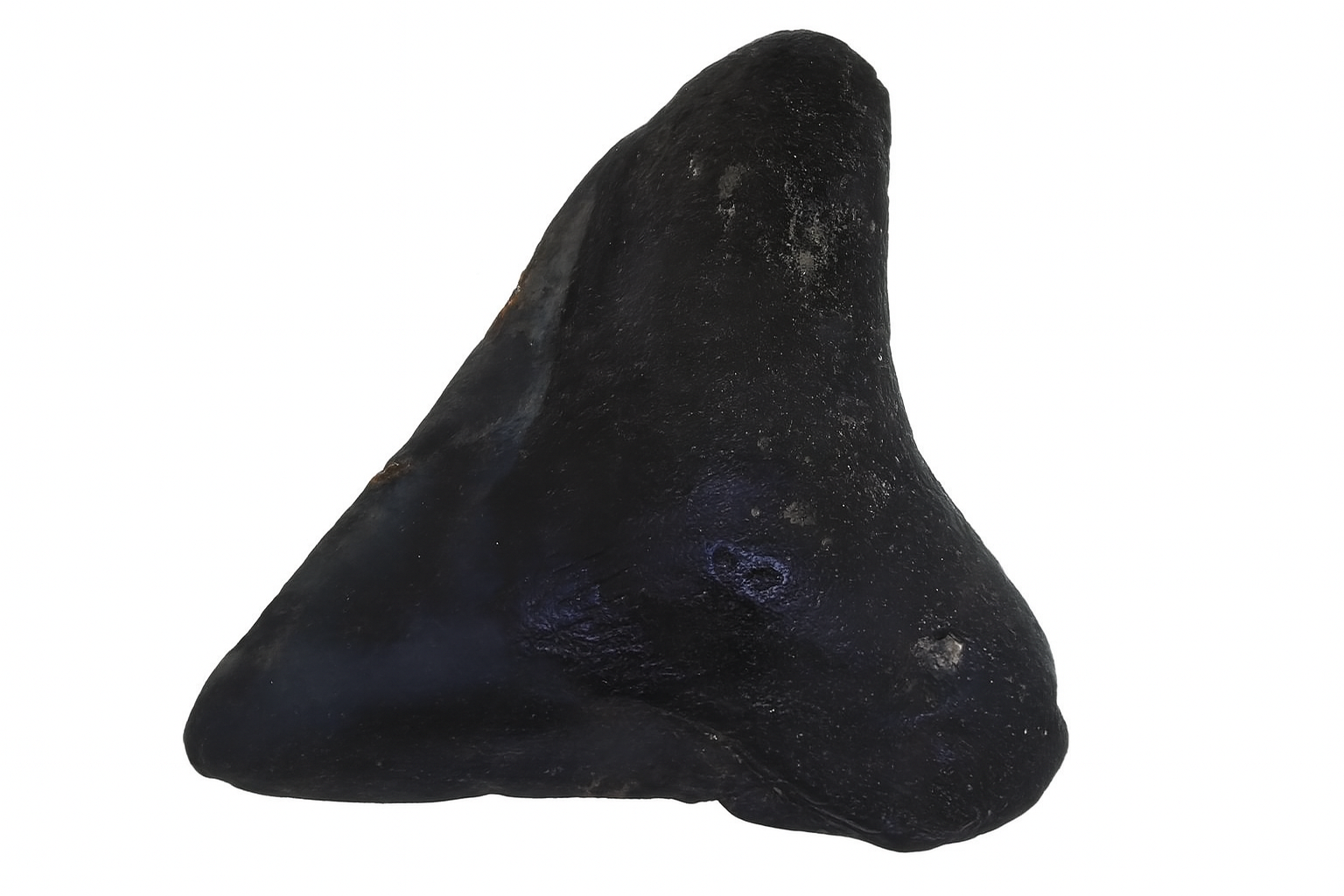 Carcharocles Megalodon Tooth.