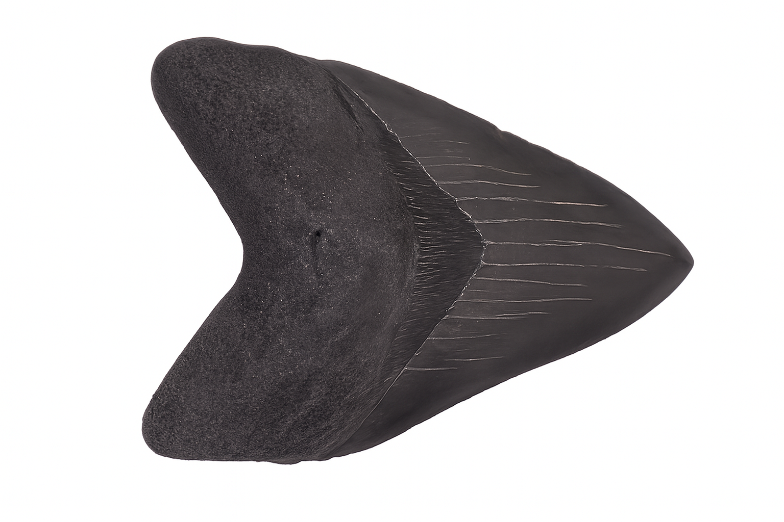 Shark Teeth
