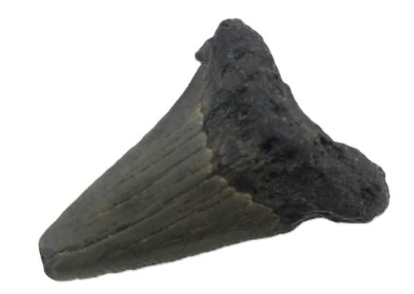 Carcharocles Megalodon Tooth.