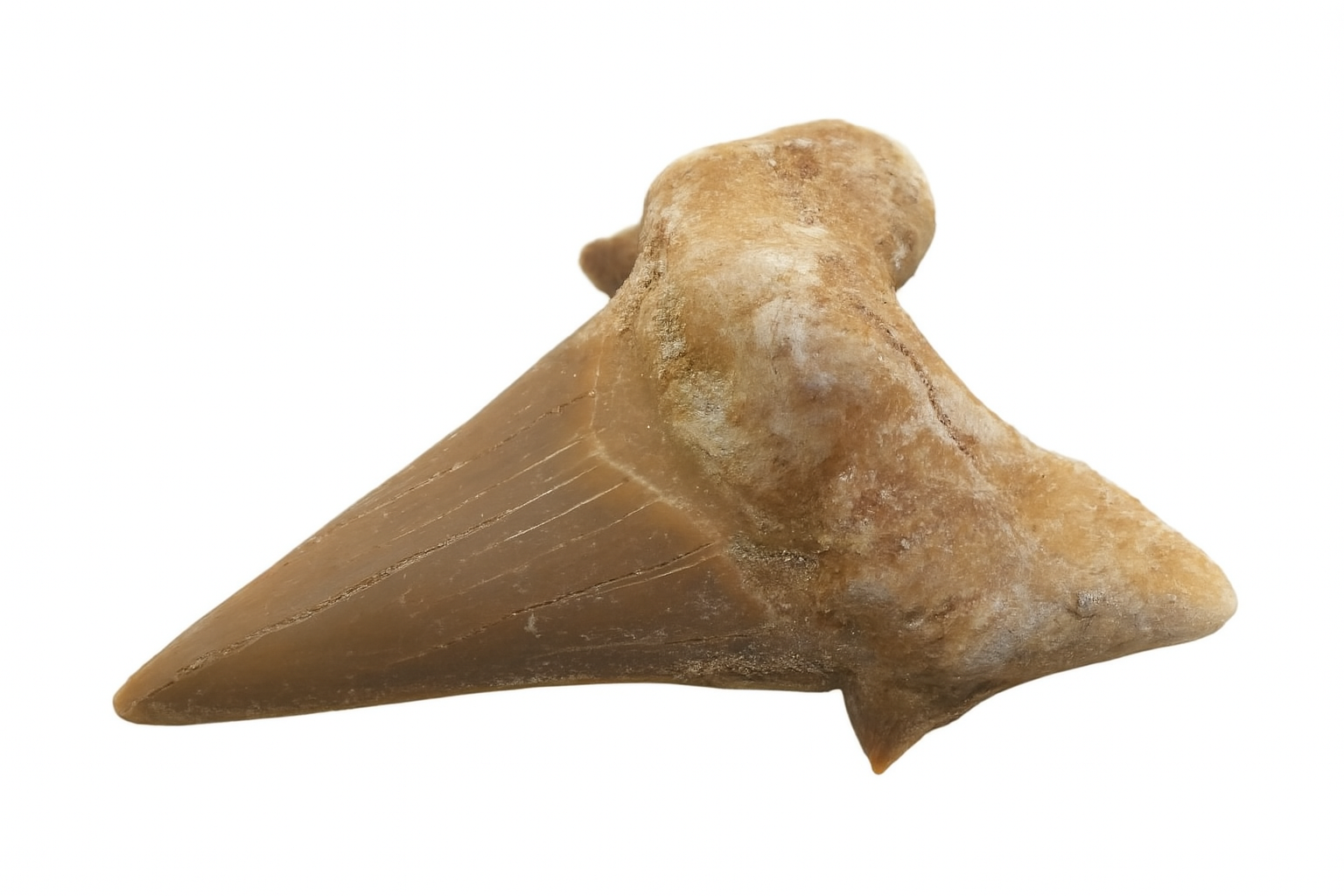 Otodus Obliquus