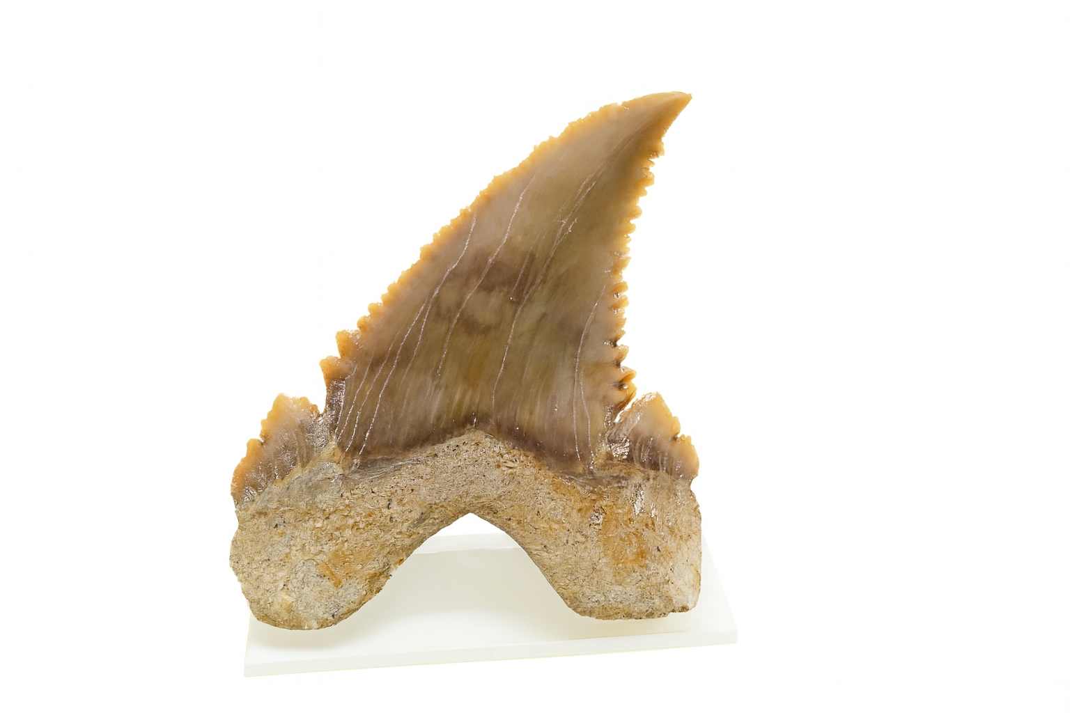 Paleocarcharadon Orientalis Tooth.
