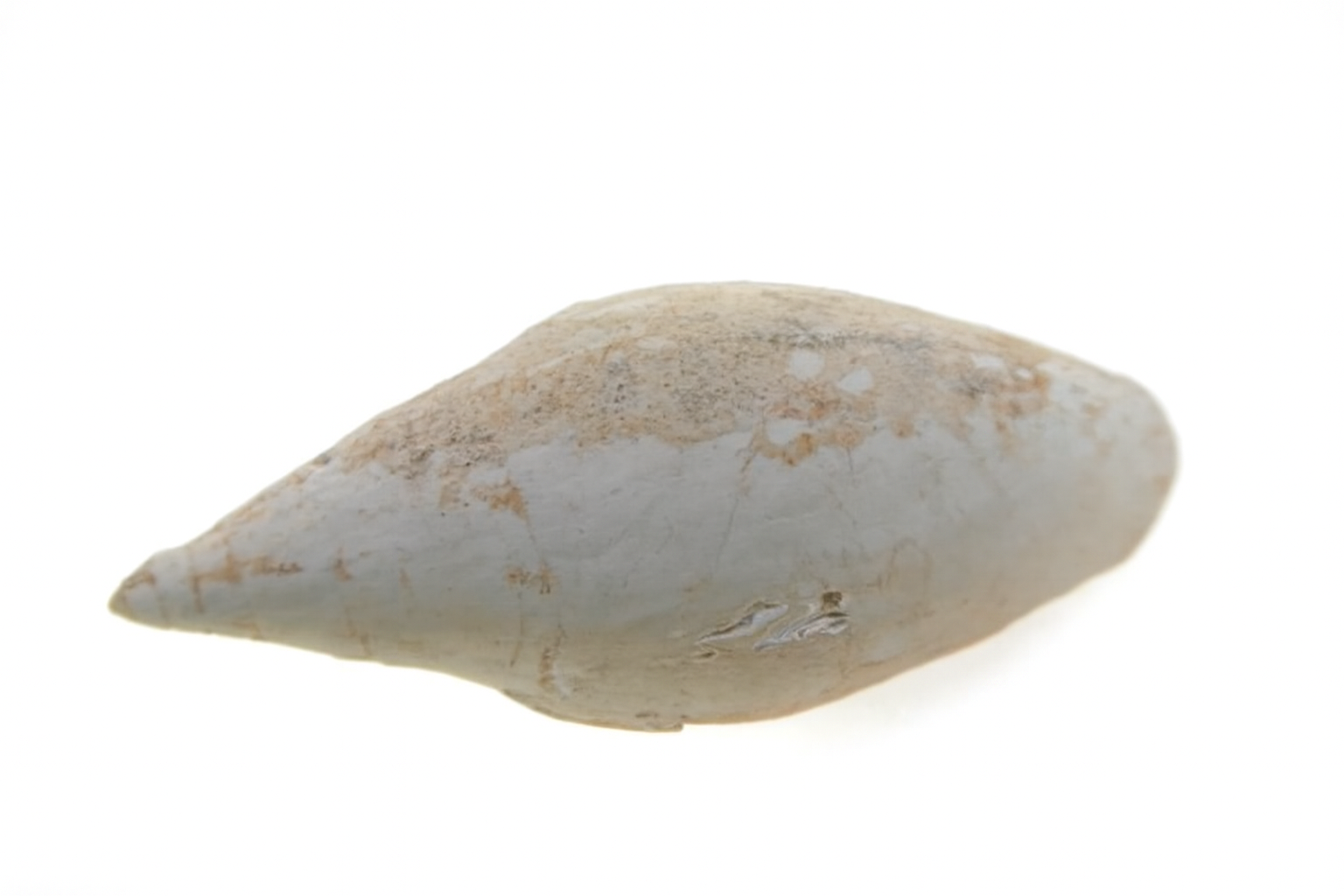 Amoria gravi