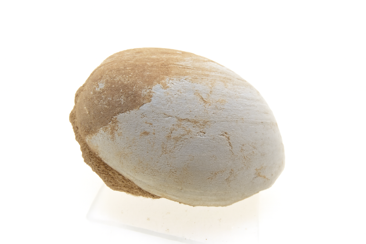 Bulla botanica