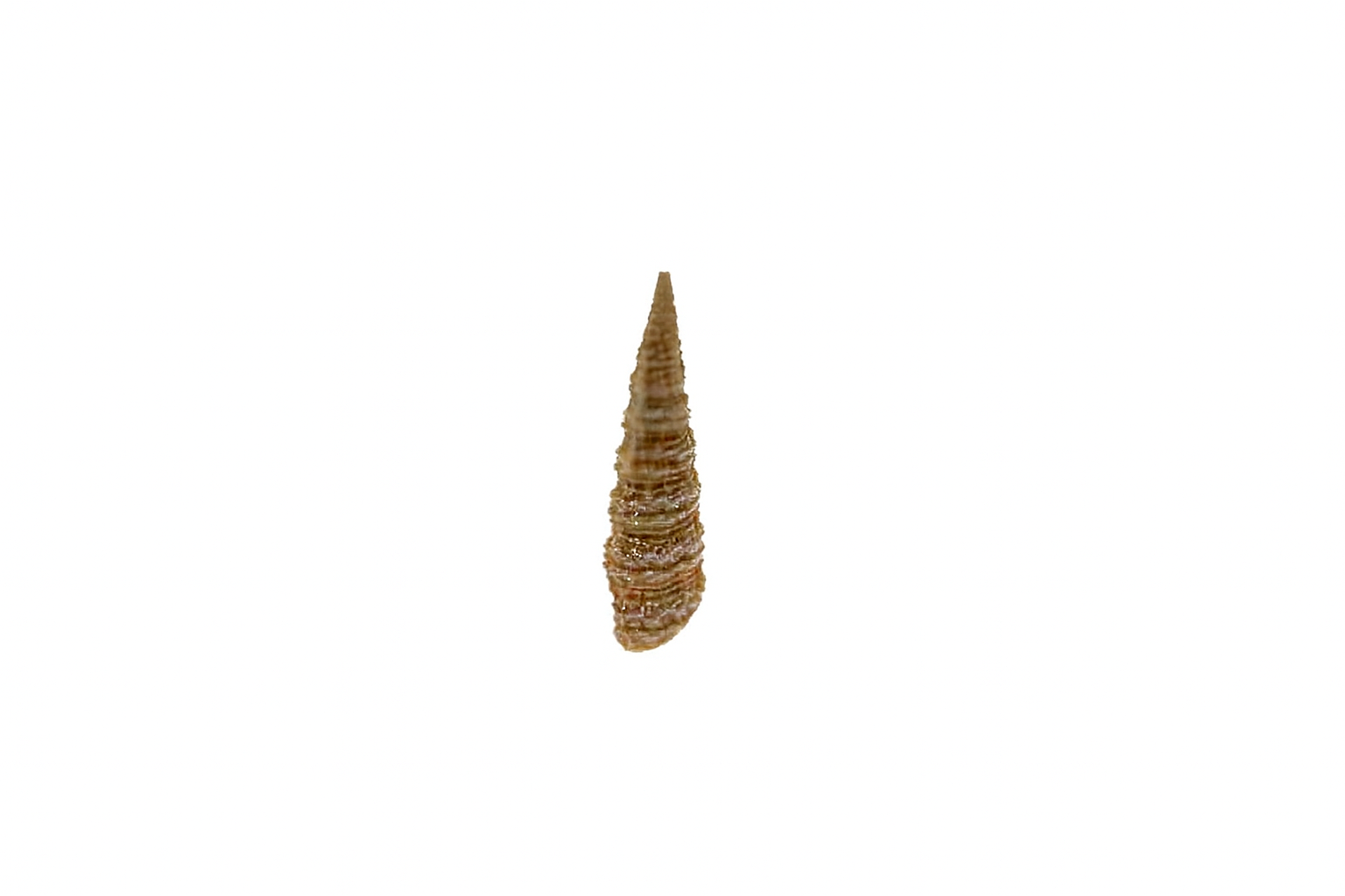 Batillaria diemensis