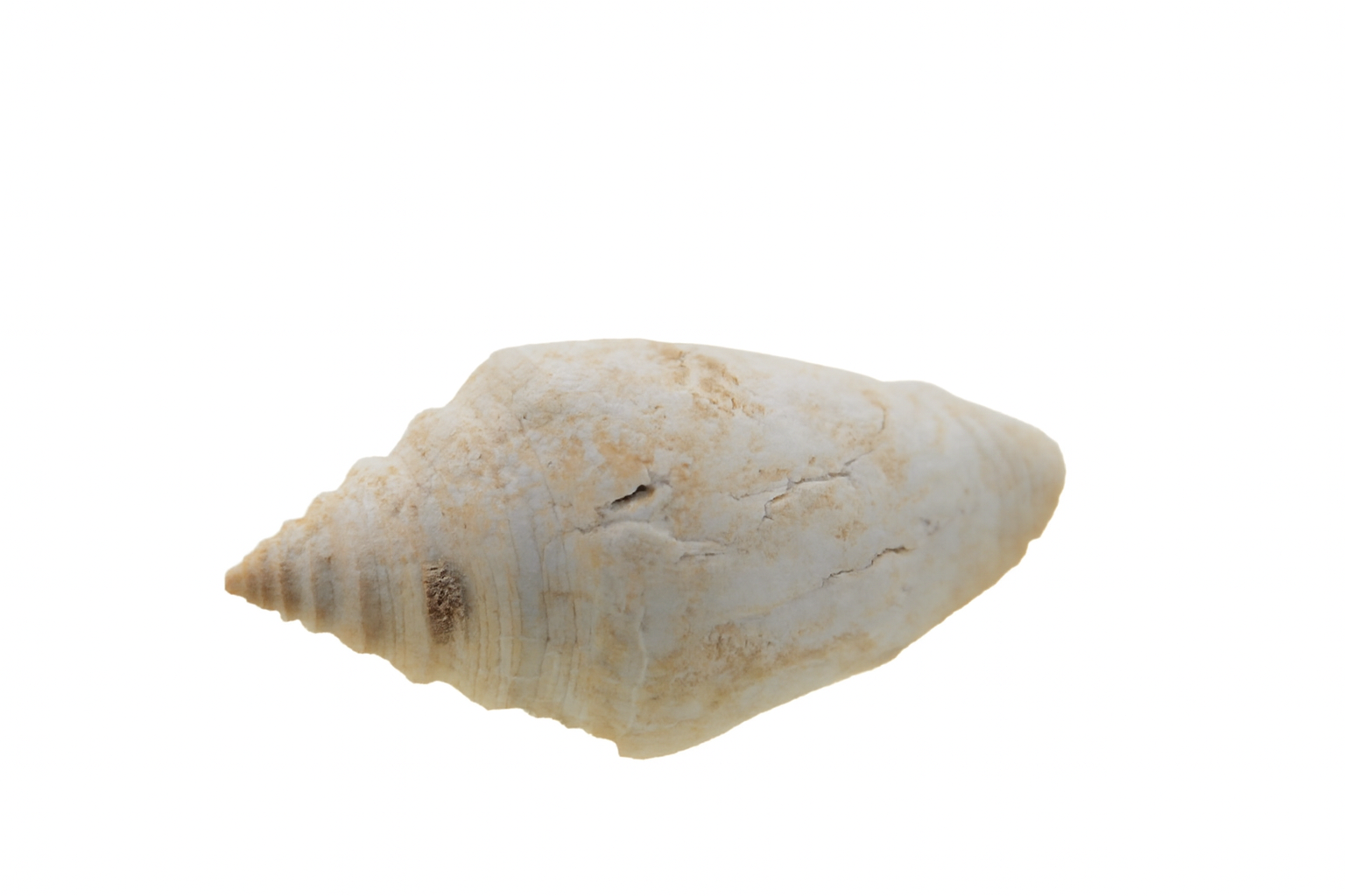 Conus compressus