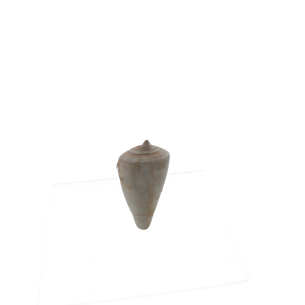 Conus rutilus
