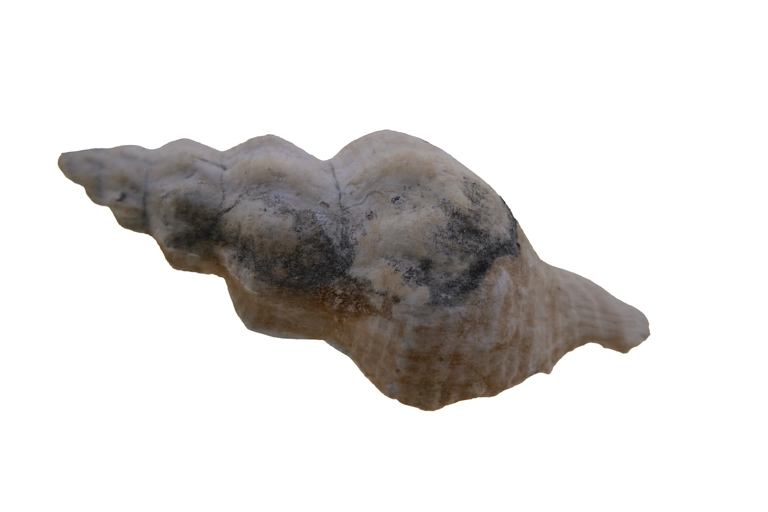 Fusinus novaehollandise