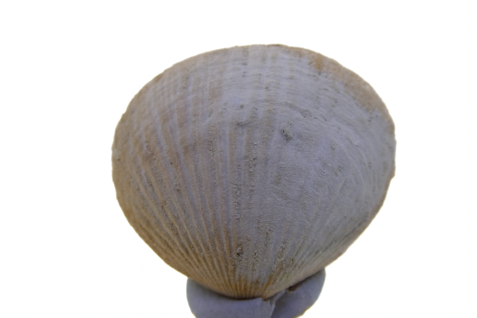 Glycymeris flabellate