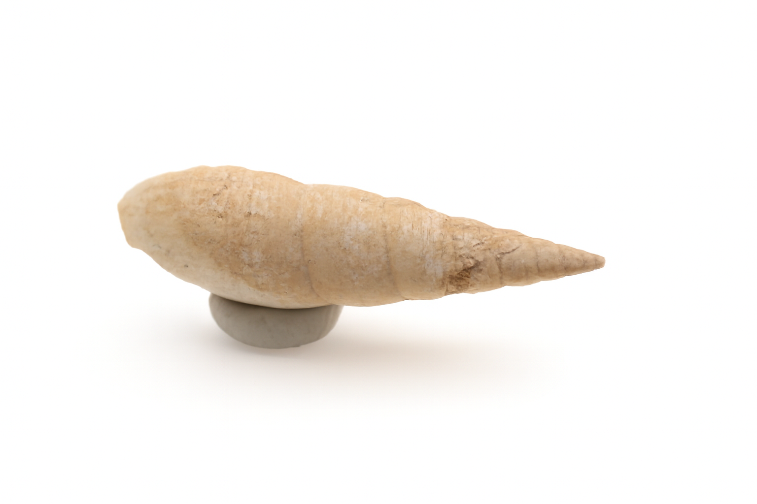 Mitra glabra