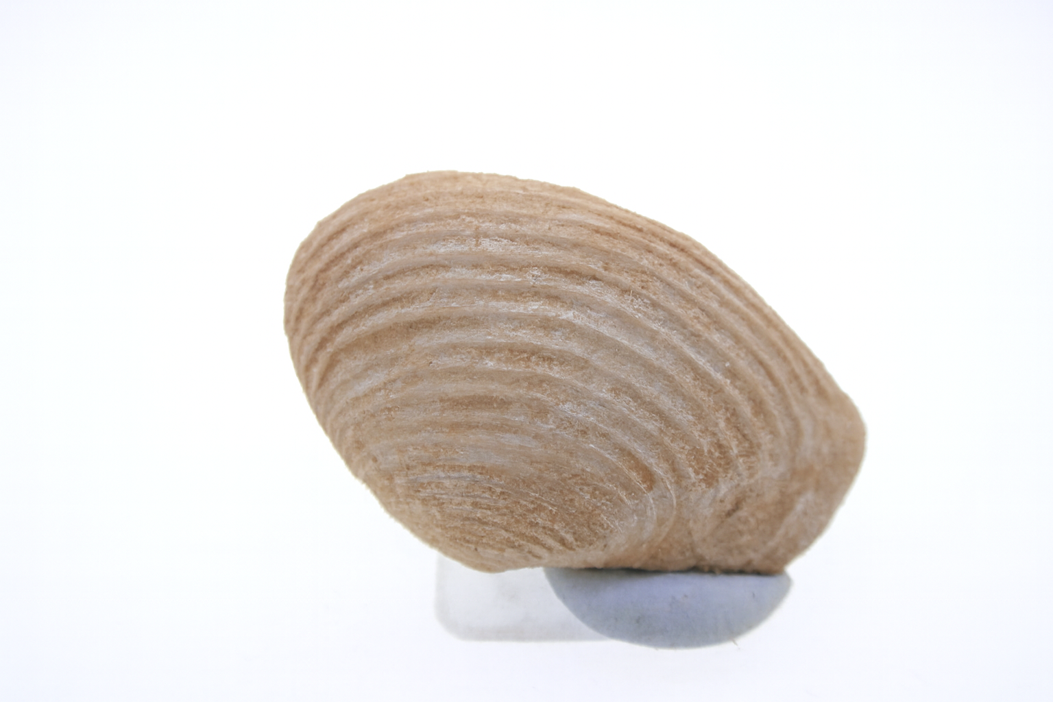 Myadora pervialida