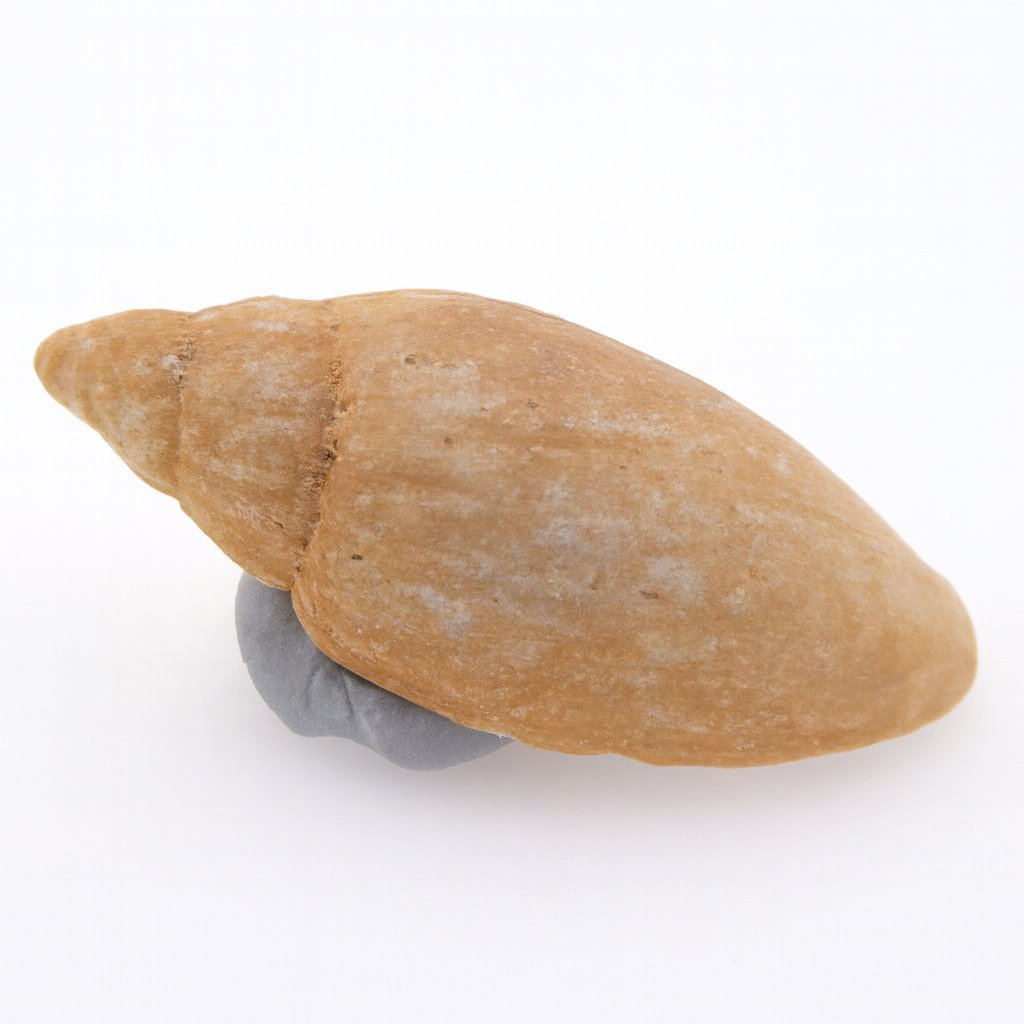 Nanamoria lundeliusae