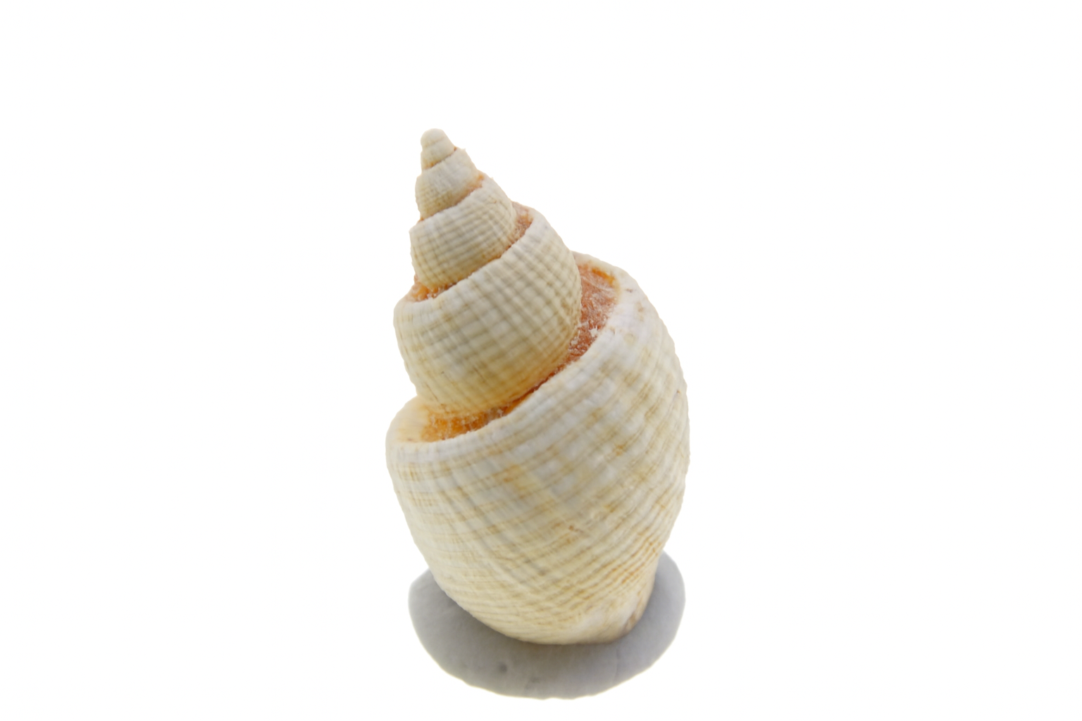 Nevia spirata