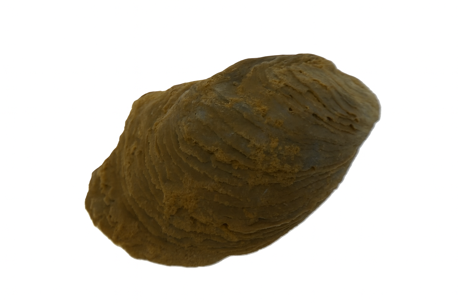 Oyster.