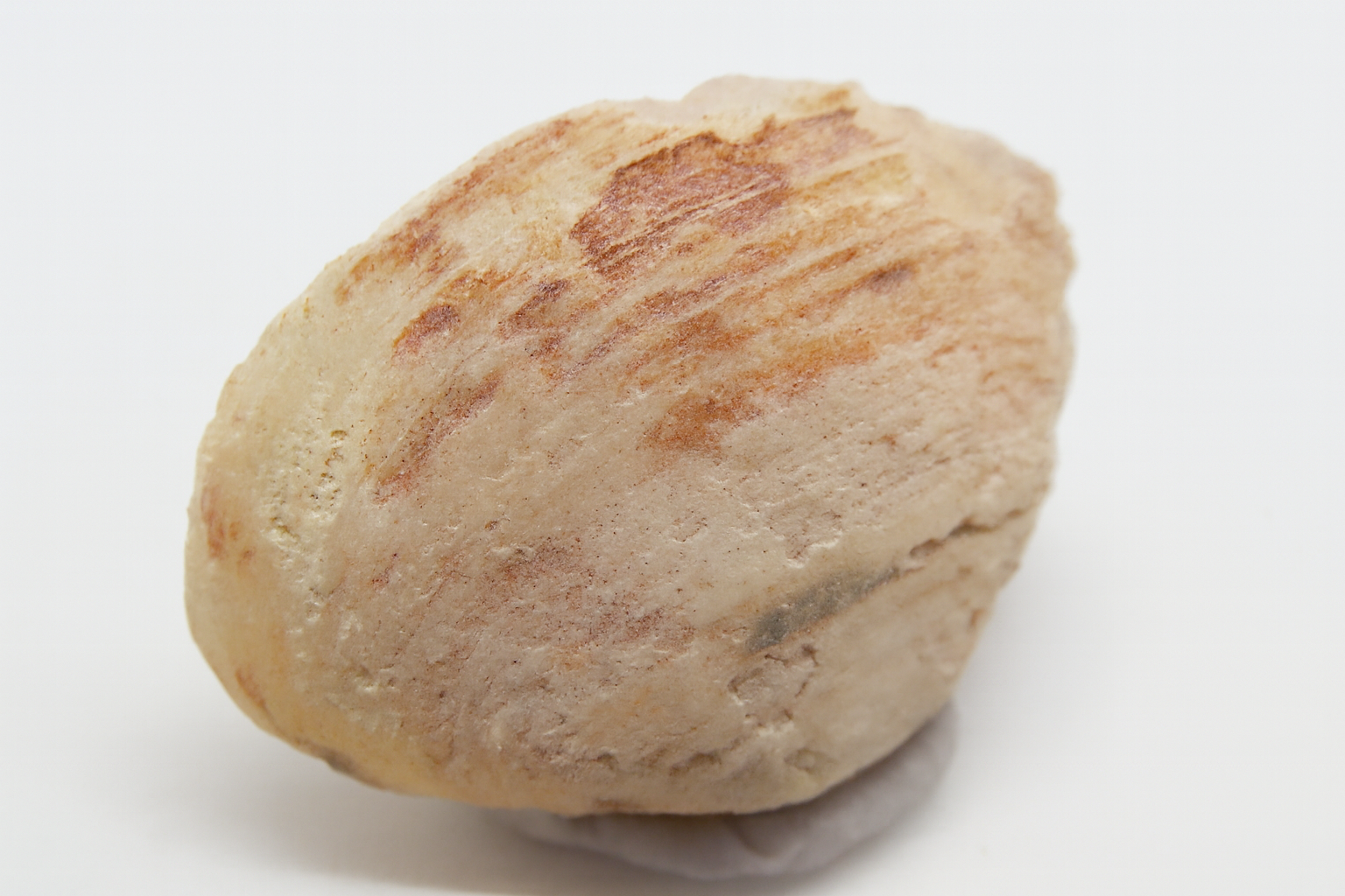 Opalised Brachiopod