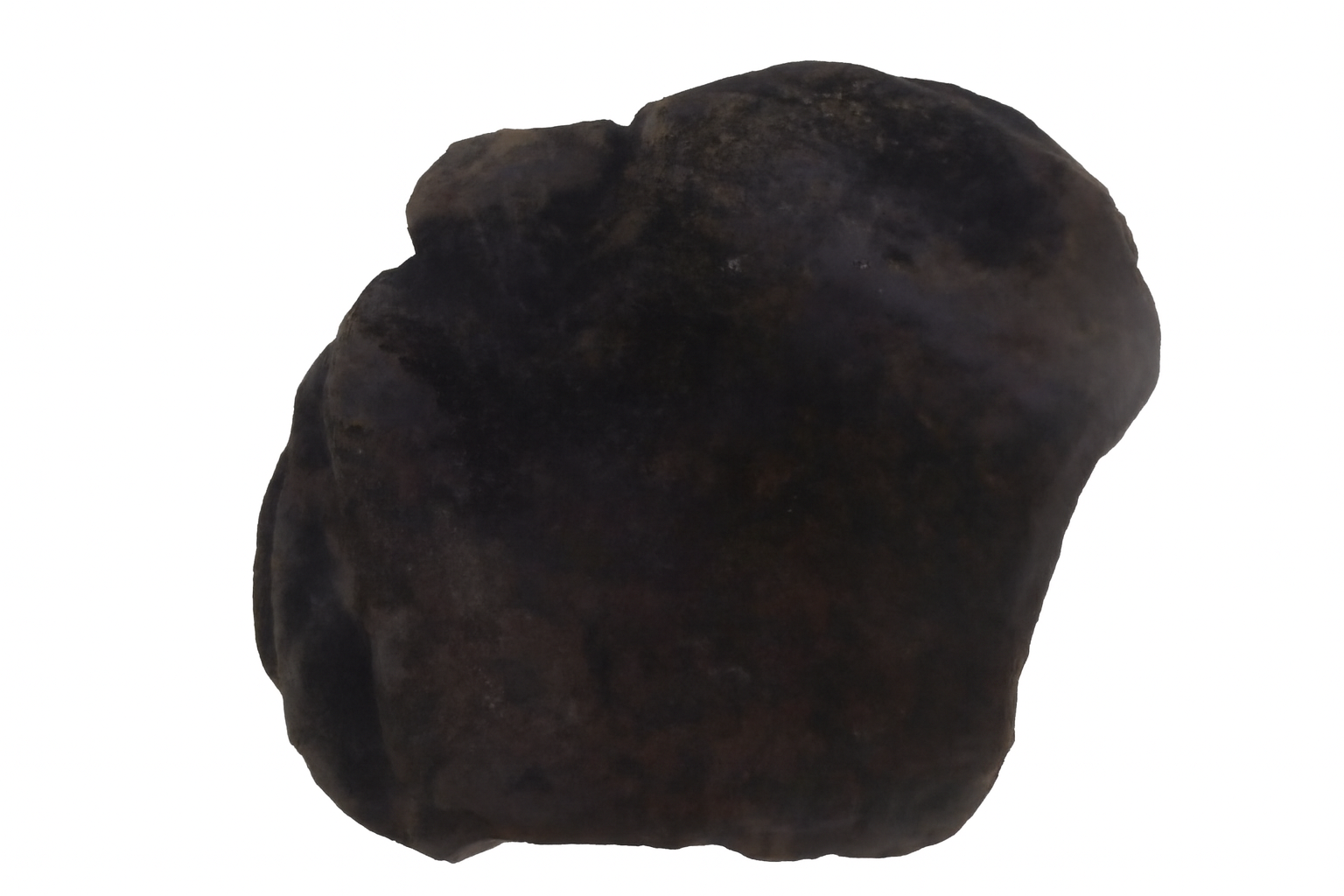 Brachiopods.