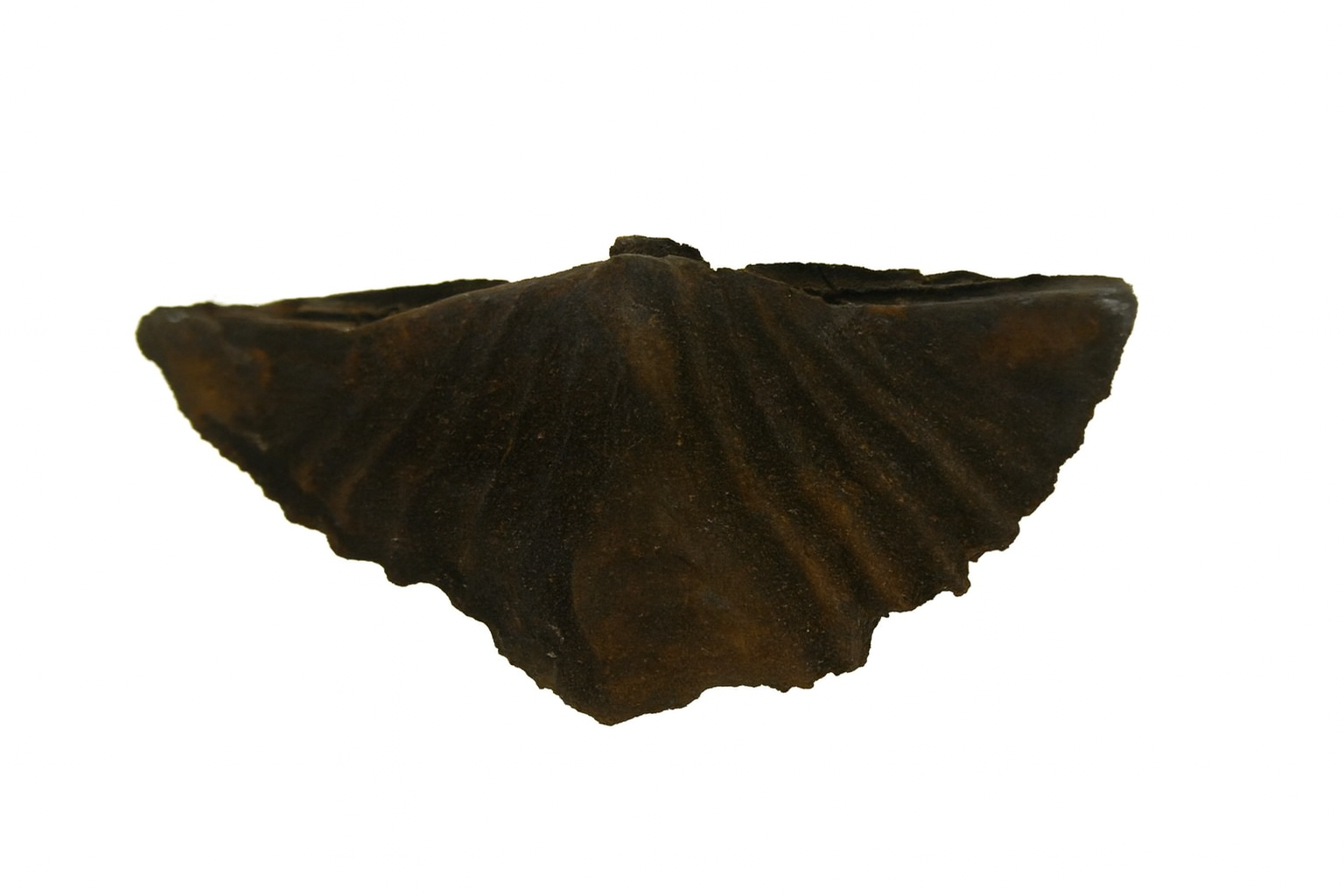 Brachiopods.
