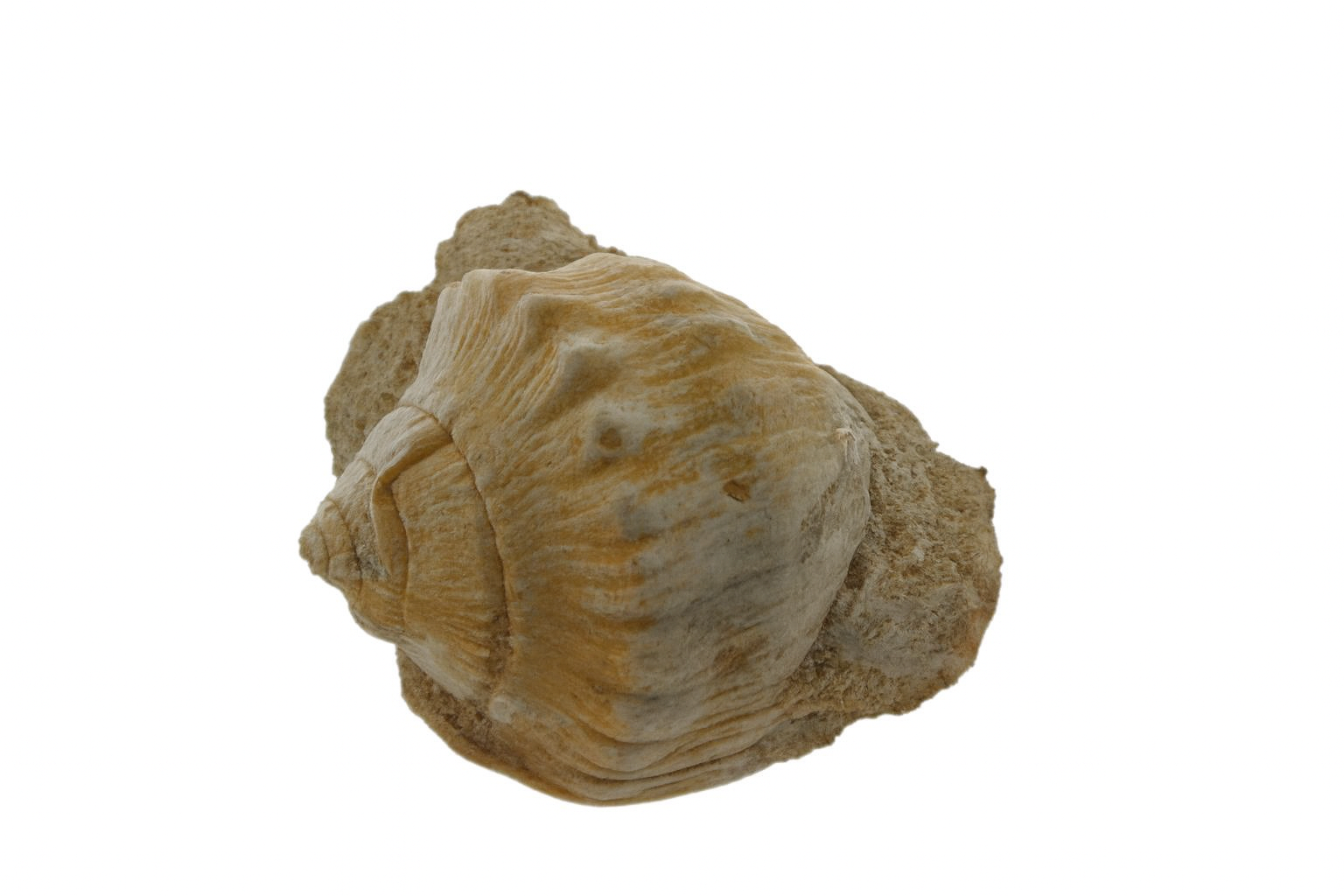 Cassis fimbriata.