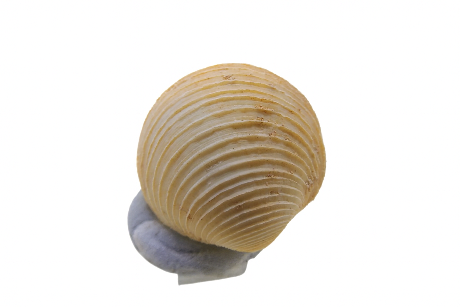 Callucina lacteola