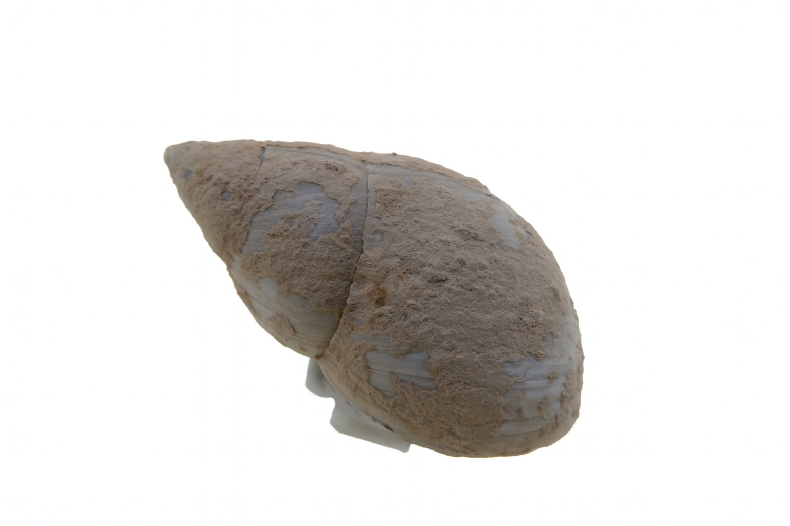 Bothriembryon burretti