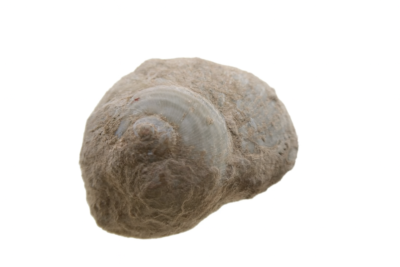 Hartungia dennati