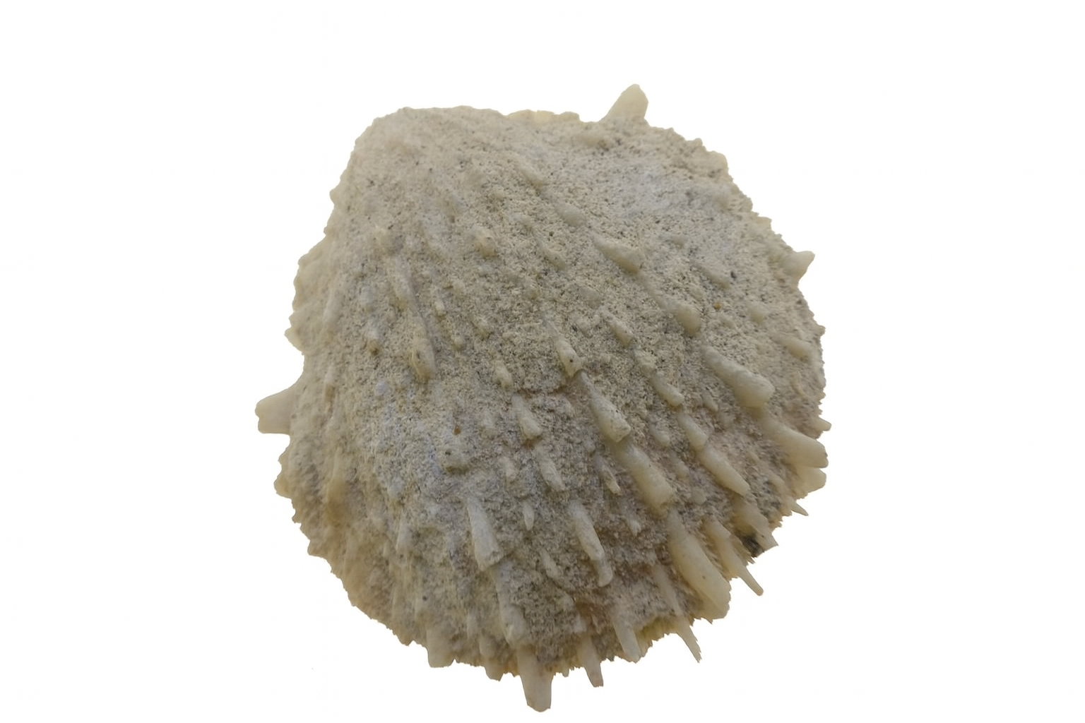 Spondylus spondyloides