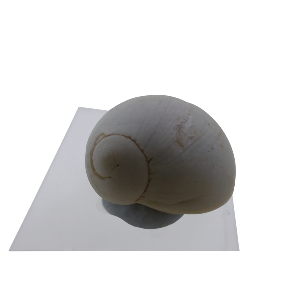 Polinices cunninghamensis