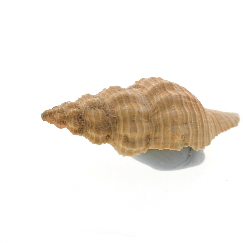 Propefusus pulleinei