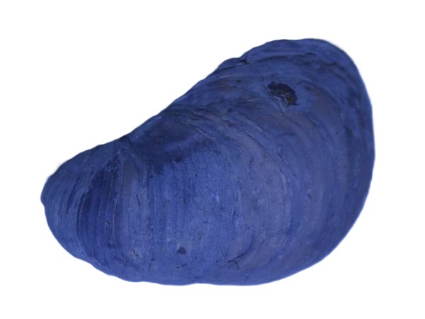 Gryphaea arcuata.