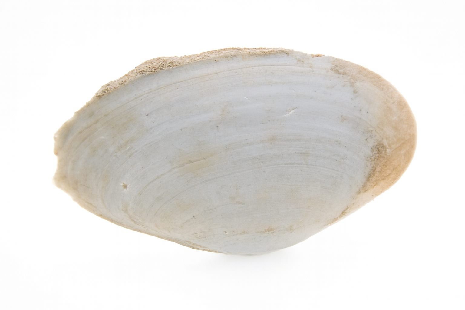 Sanguinolaria biradiata