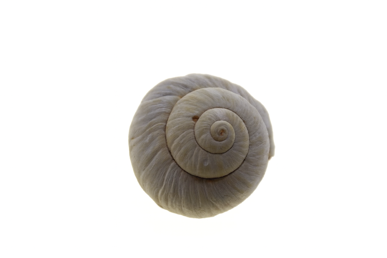 Salinator lawsae