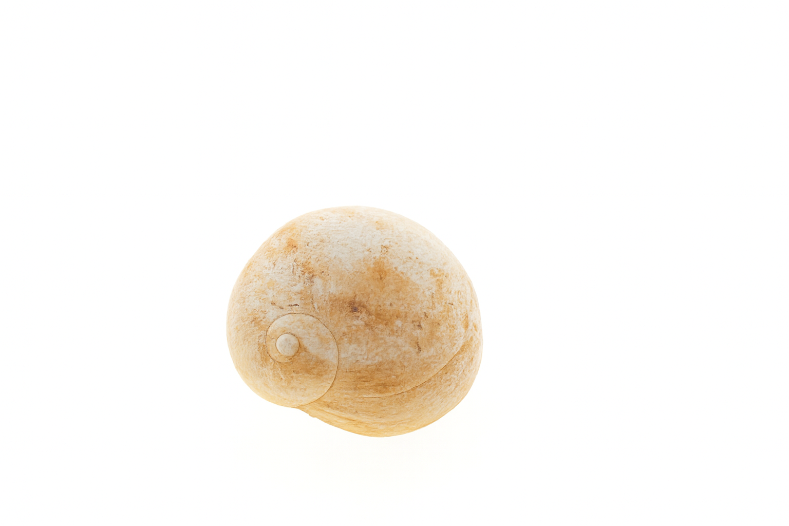 Sigaretatrema umbilicatum